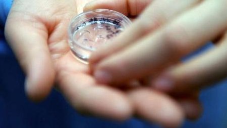 移植囊胚4天能不能测出来？着床时间真没这么短